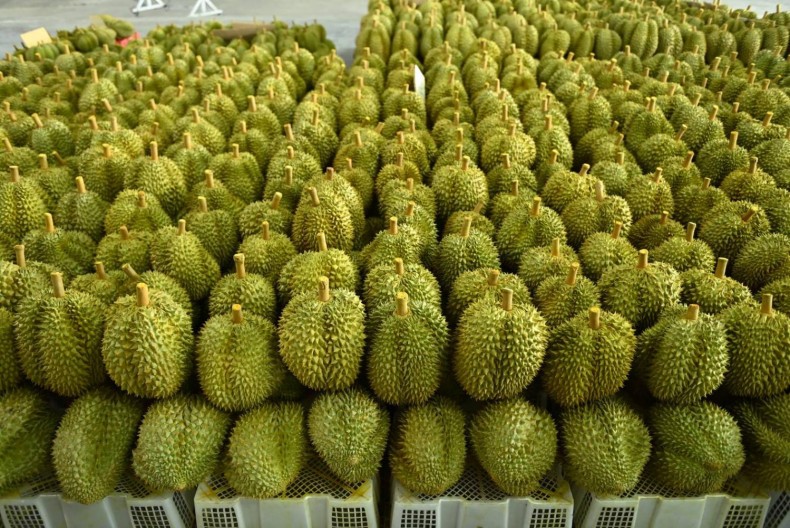 sau-rieng-173165682090658389661-1787789939.jpg
