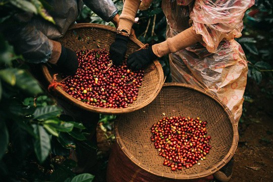 Trong 7 tháng, xuất khẩu sang thị trường Trung Quốc đạt 44.000 tấn, trị giá hơn 251 triệu USD. So với cùng kỳ năm 2025. (Ảnh minh hoạ)