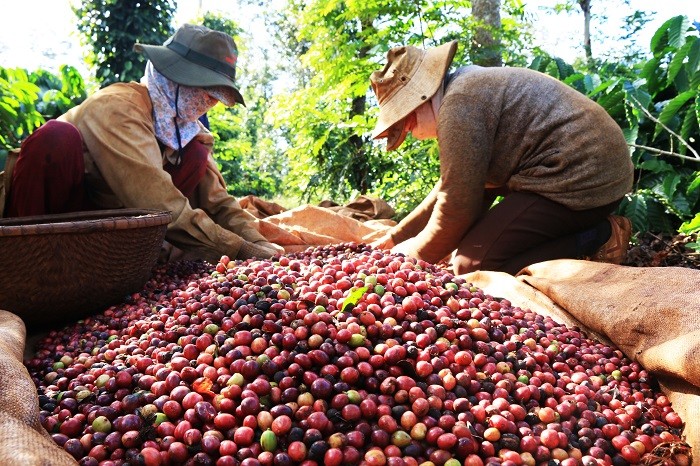 Xuất khẩu cà phê Việt Nam kỳ vọng tăng 8-10% trong năm 2026. (Ảnh minh hoạ)