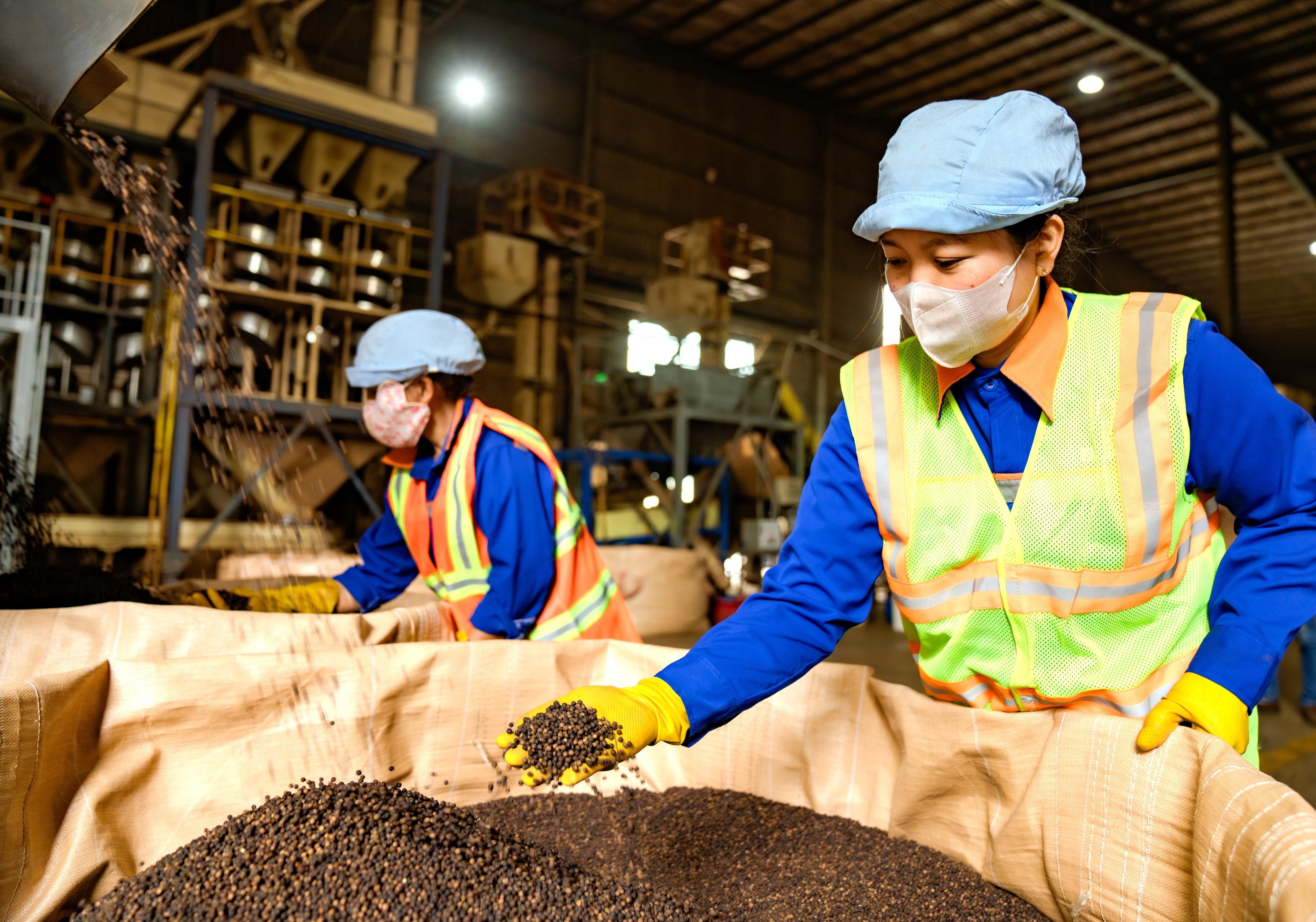 Đẩy mạnh chế biến và kiểm soát chất lượng giúp nâng cao giá trị, đáp ứng các tiêu chuẩn ngày càng khắt khe của thị trường xuất khẩu. (Ảnh minh hoạ)
