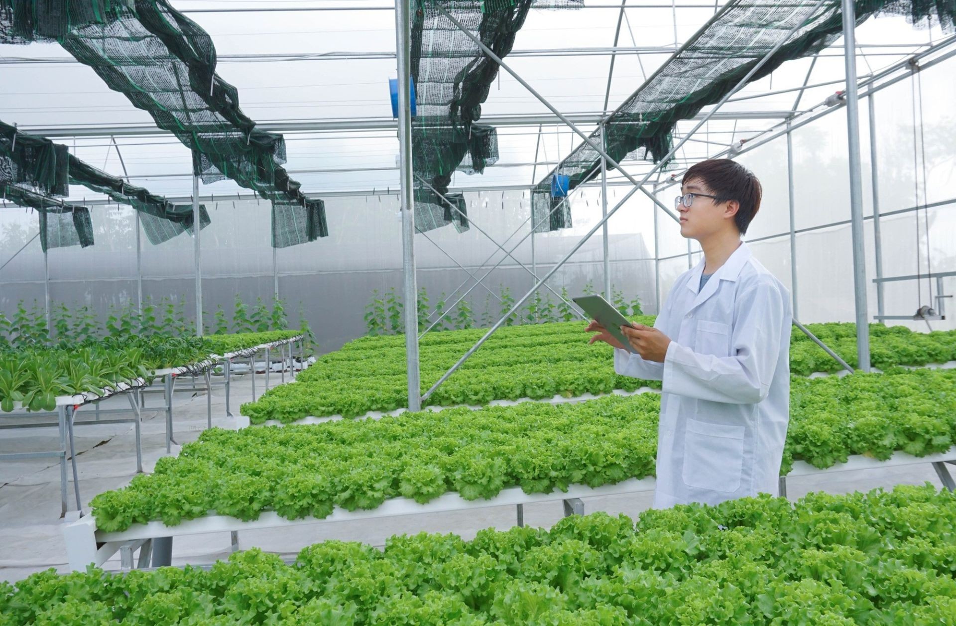 TP.HCM đang được định hướng phát triển các vùng chuyên canh theo VietGAP, GlobalGAP, hữu cơ và ứng dụng công nghệ cao. (Ảnh minh hoạ)