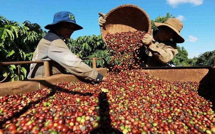 Tính đến giữa tháng 8/2026, xuất khẩu cà phê đạt hơn 5,7 tỷ USD. (Ảnh minh hoạ)