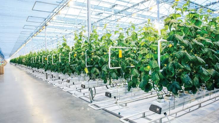 TP.HCM mở rộng hợp tác quốc tế phát triển nông nghiệp công nghệ cao. (Ảnh minh hoạ)