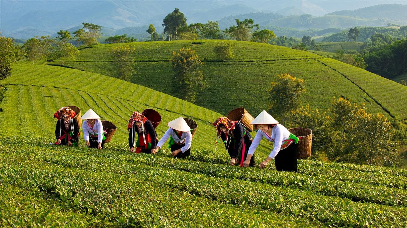 Đề xuất ngân sách hỗ trợ tối đa 80% chi phí xây dựng vùng nguyên liệu. (Ảnh minh hoạ)