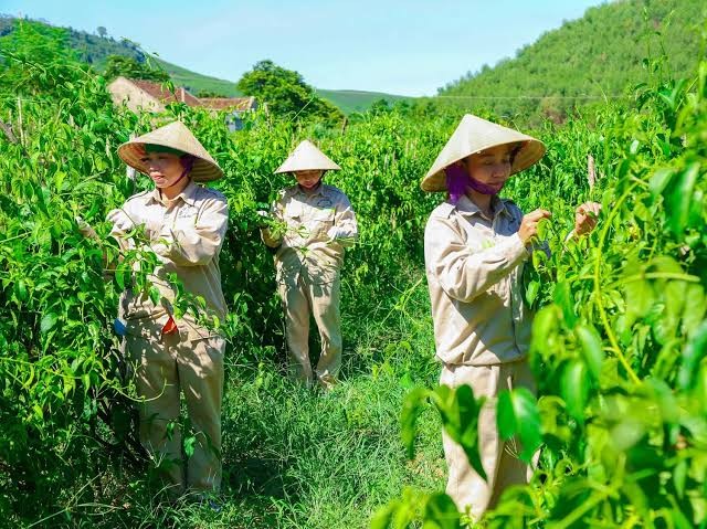 UBND các cấp có thể chủ động chuẩn bị bản đồ, cơ sở dữ liệu, quy trình sản xuất, hệ thống truy xuất nguồn gốc và tiêu chuẩn chất lượng, tạo nền tảng cho việc hình thành các chuỗi liên kết. (Ảnh minh hoạ)