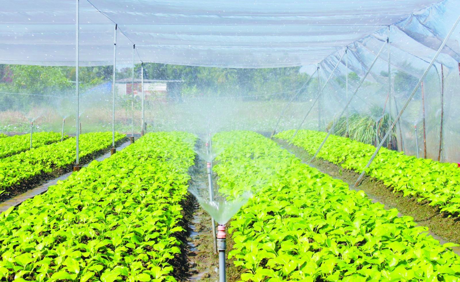 Lĩnh vực nông - lâm nghiệp, thuỷ sản tỉnh Vĩnh Long vượt chỉ tiêu mạnh trong quý 3/2026. (Ảnh minh hoạ)