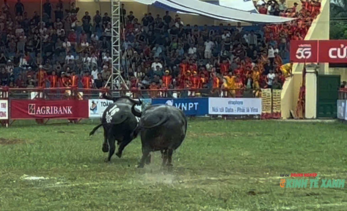 chung-ket-choi-trau1-1788410837.jpg