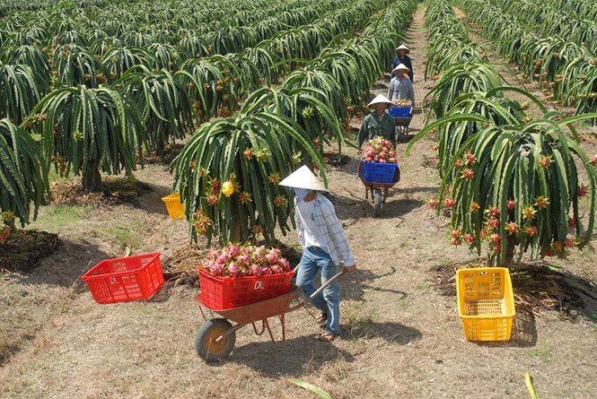 Ngoài sầu riêng, trong 7 tháng, Hàn Quốc chi 10 triệu USD nhập khẩu thanh long Việt Nam, tăng 22,5% so với cùng kỳ năm trước. (Ảnh minh hoạ)