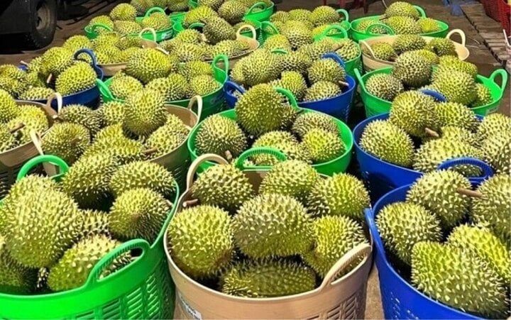 Xuất khẩu sầu riêng Việt sang Hàn Quốc tăng 188% trong 7 tháng đầu năm 2026. (Ảnh minh hoạ)
