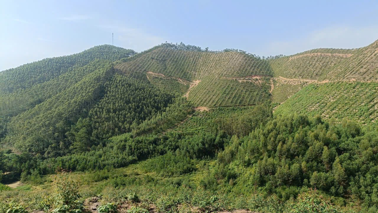 xuan-luong-4-1788852908.jpg