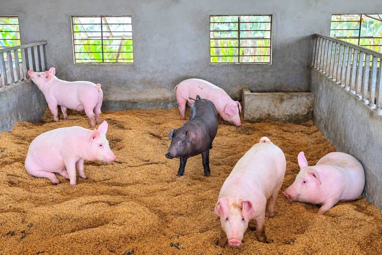 chan-nuoi-lien-ket-1-1788953001.jpg