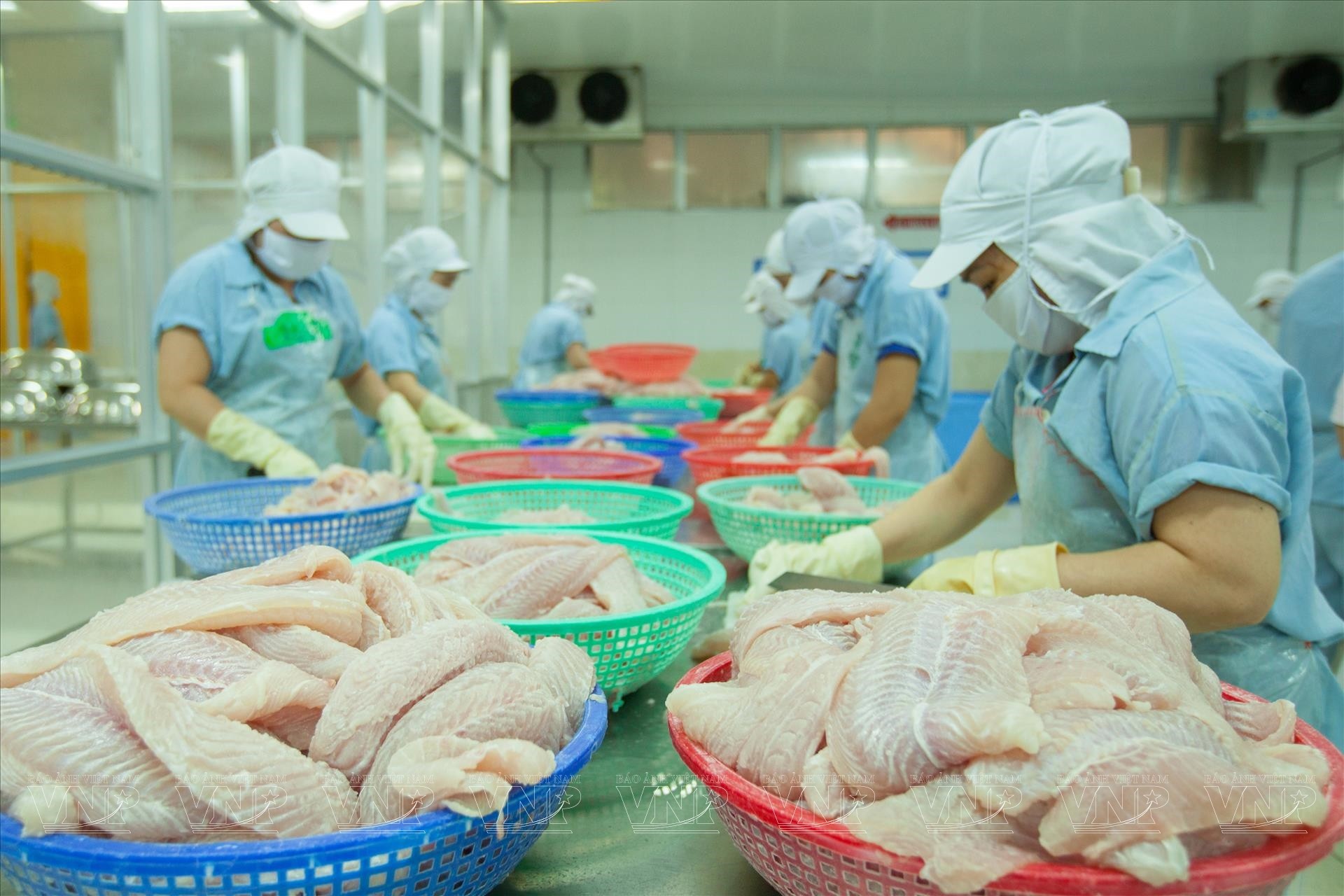 Cá tra phi lê đông lạnh vẫn là sản phẩm chủ lực, chiếm khoảng 89% tổng kim ngạch xuất khẩu cá tra Việt Nam sang Anh. (Ảnh minh hoạ)