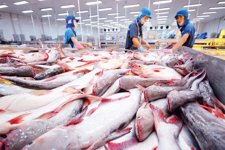 Cá tra Việt Nam hướng tới mốc xuất khẩu 2 tỷ USD. (Ảnh minh hoạ)
