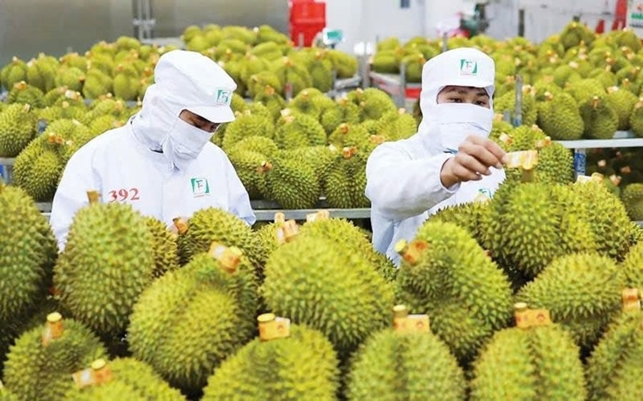 sau-rieng-1787699234-1790121441.jpg