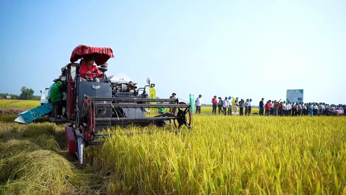 HTX Dịch vụ thương mại nông nghiệp Cây Trôm cánh chim đầu đàn trong sản xuất lúa công nghệ cao tại Tây Ninh. (Ảnh: T.T)
