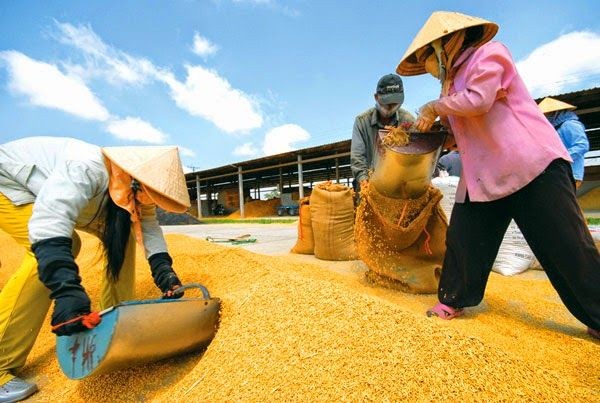 Từ ngày 1/10/2026, hoạt động kinh doanh xuất, nhập khẩu gạo sẽ thực hiện theo Nghị định 365/2026/NĐ-CP. (Ảnh minh hoạ)