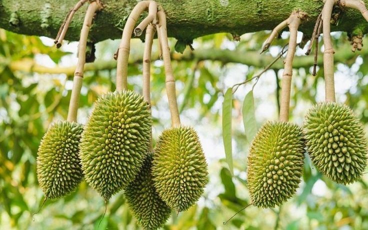 Sầu riêng tiếp tục đóng vai trò quan trọng trong cơ cấu xuất khẩu rau quả, nhất là trong giai đoạn cao điểm thu hoạch tại Tây Nguyên. (Ảnh minh hoạ)