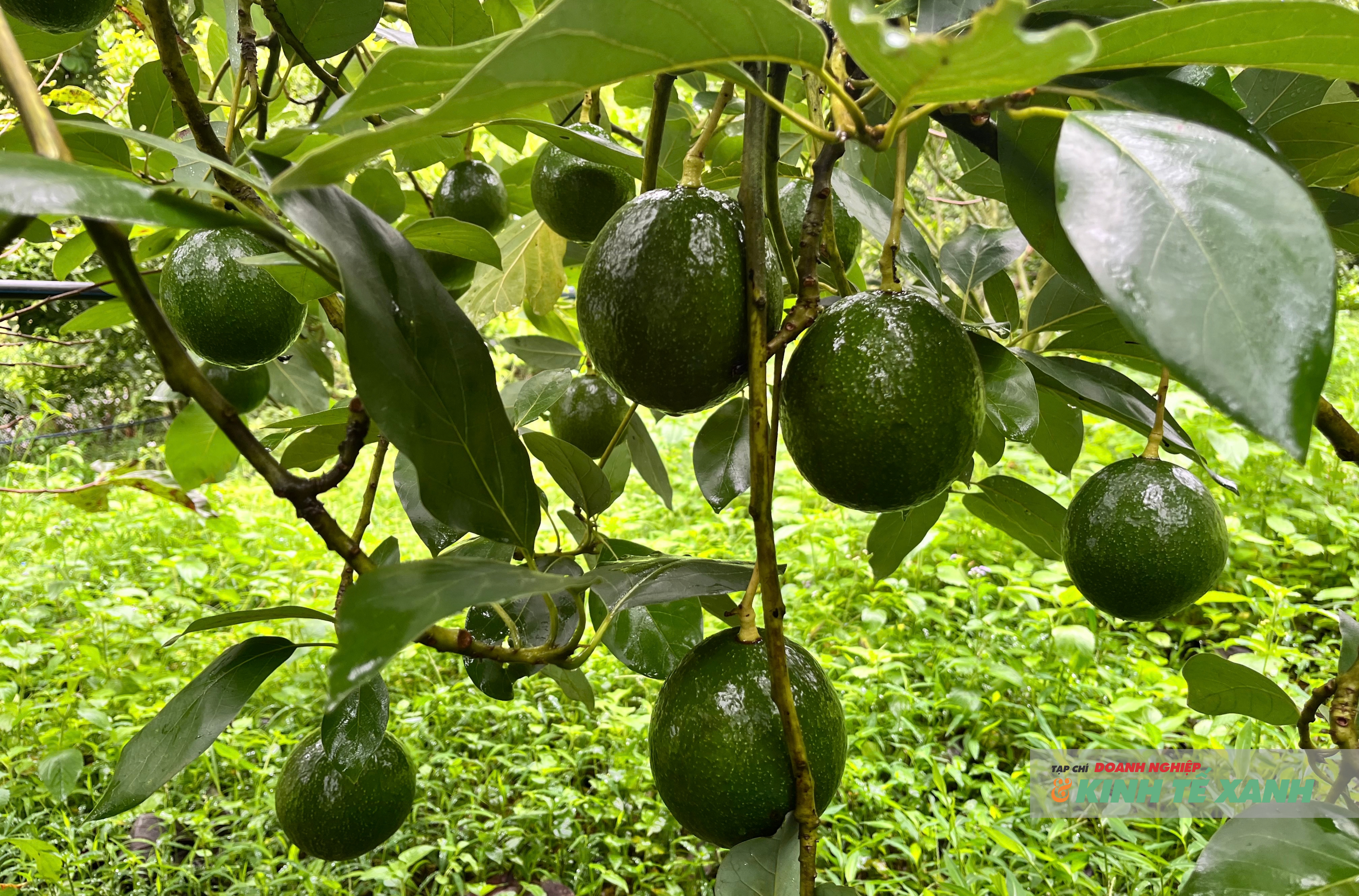 anh-dai-dien-bai-viet-5-1790764998.png