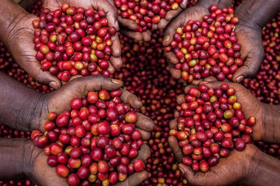 ca-phe-arabica-31bb32583b244d0684bb2fd7ad7ec4cd-1791157904.jpeg