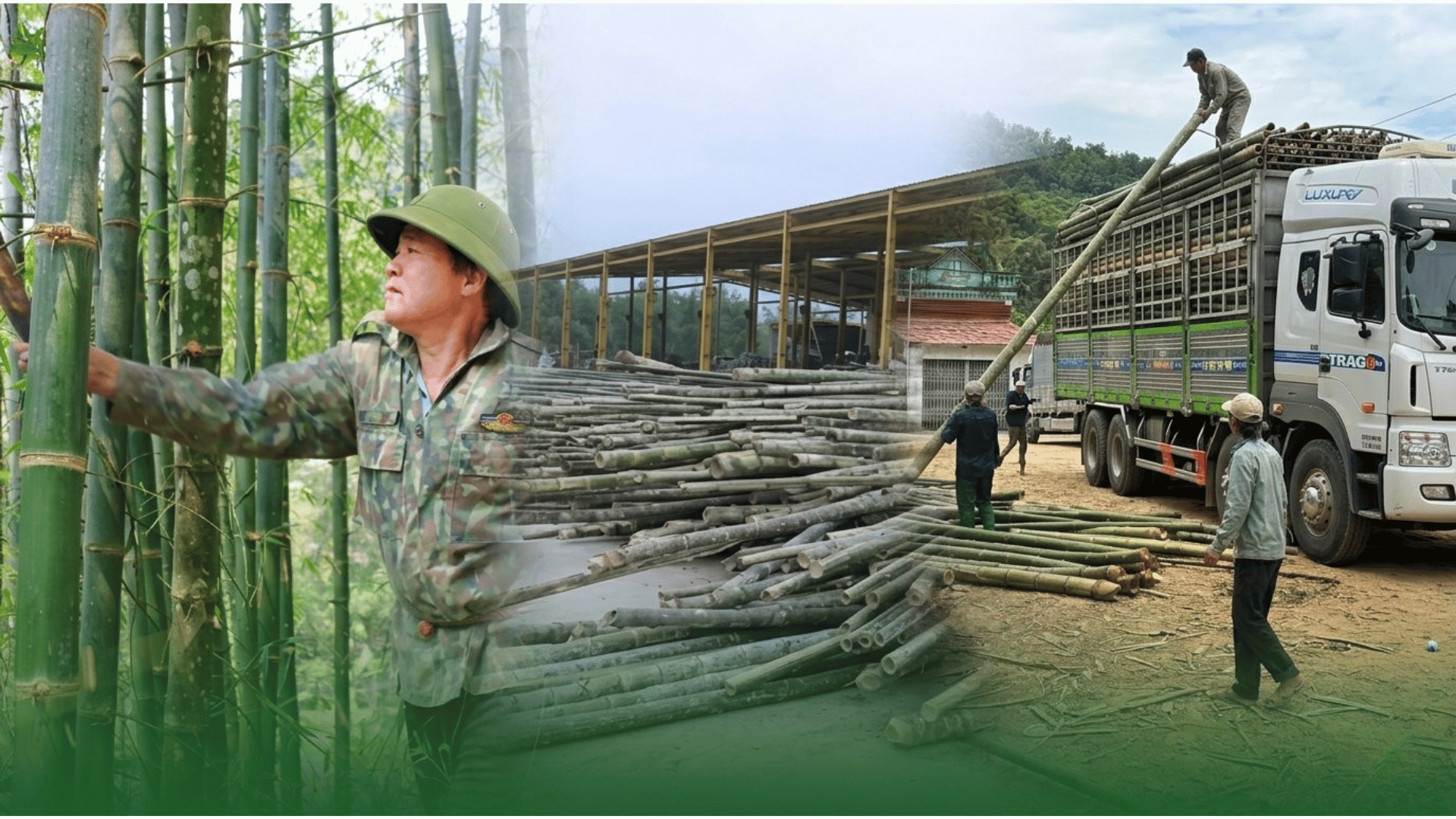 tinh-lai-gia-tri-cua-rung-1-1791301202.png