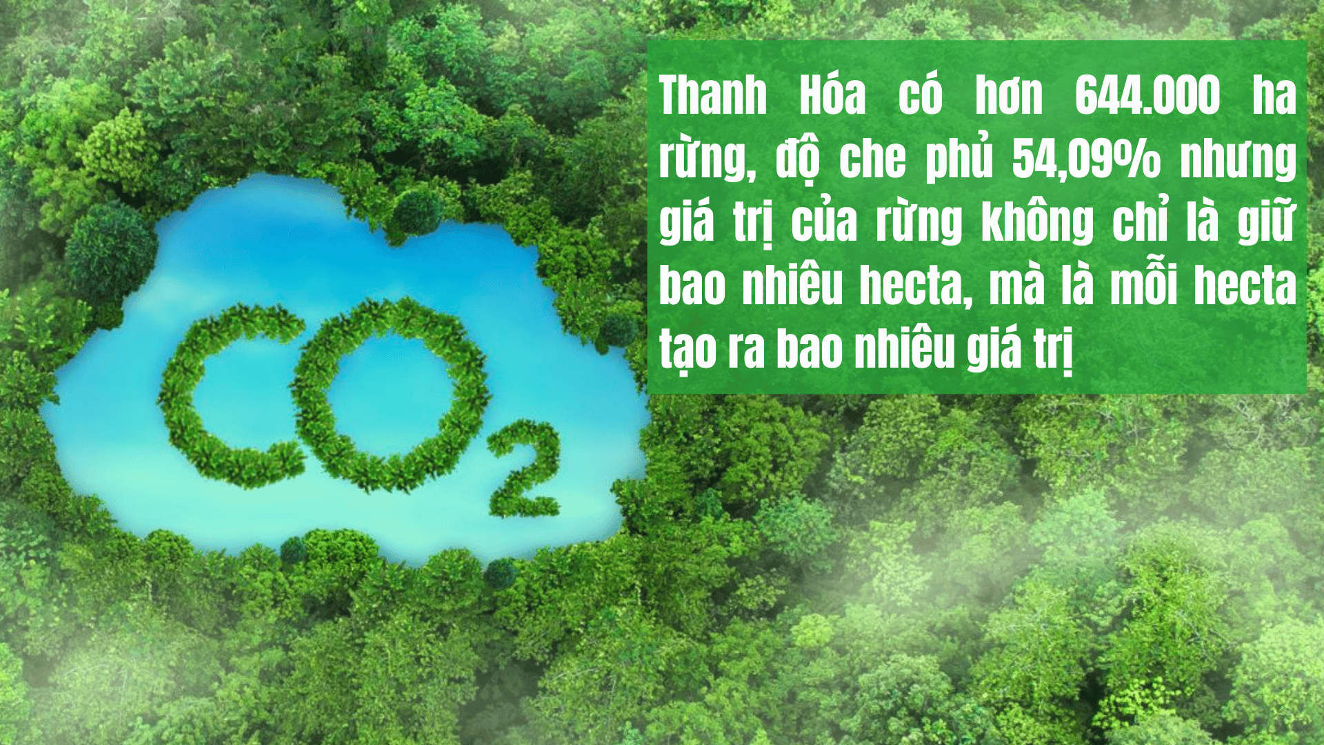 tinh-lai-gia-tri-cua-rung-8-1791301140.png