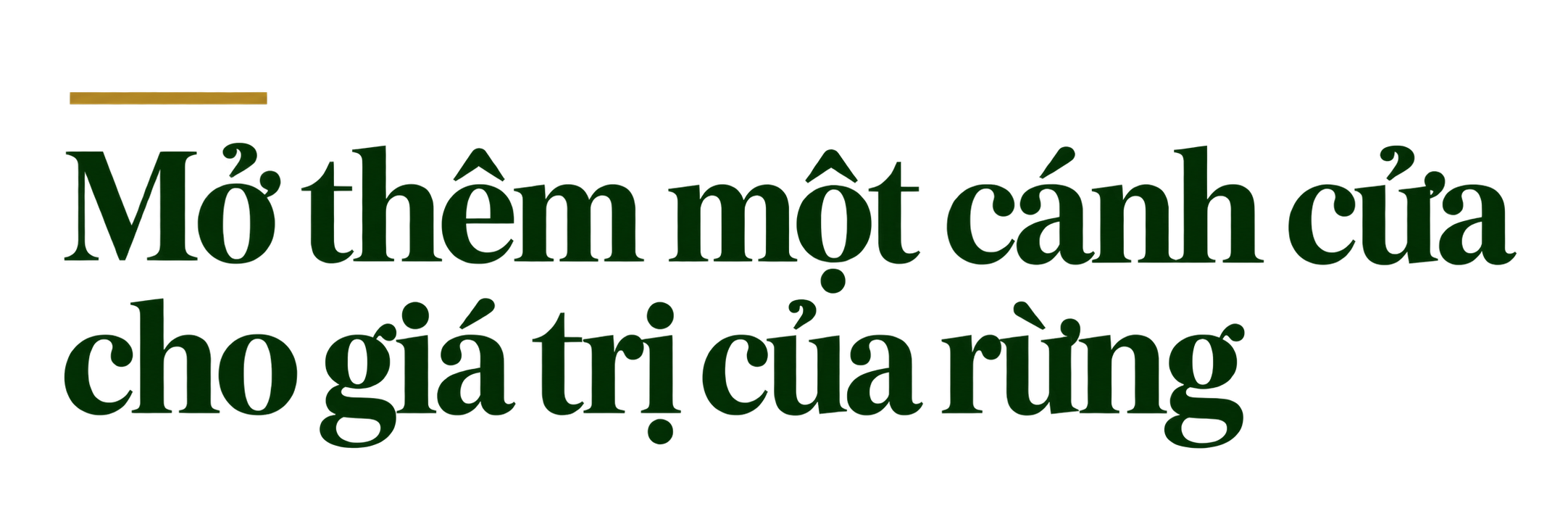 canh-cua-cho-gia-tri-rung-1-1791613597.png