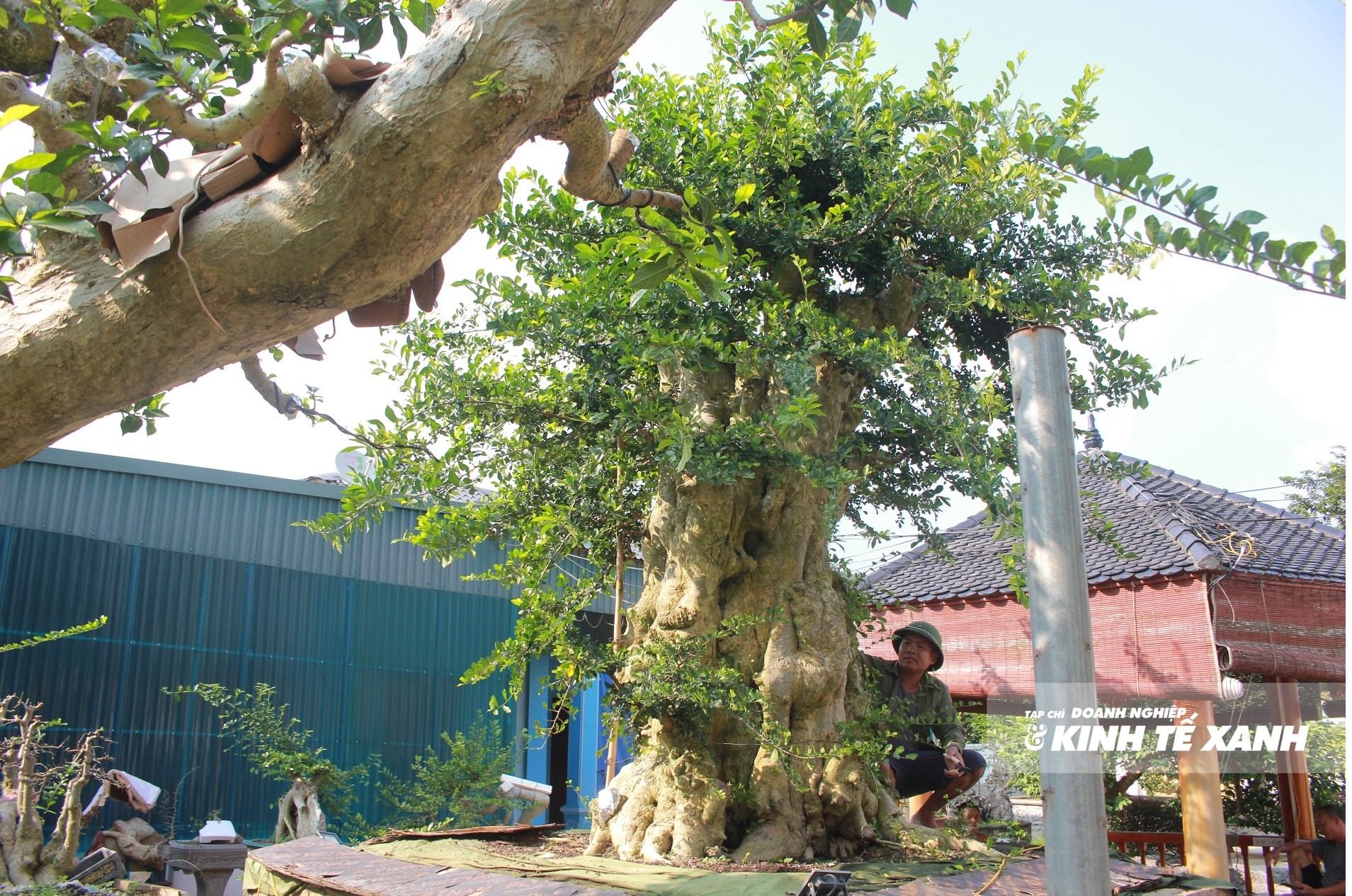 duoi-trieu-do-6-1792333290.JPG