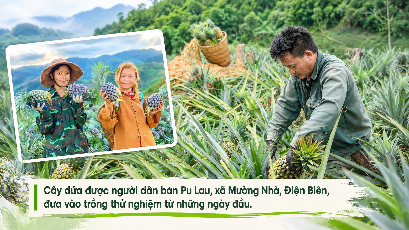 nong-dan-dien-bien-thu-hoach-dua-1792728023.png
