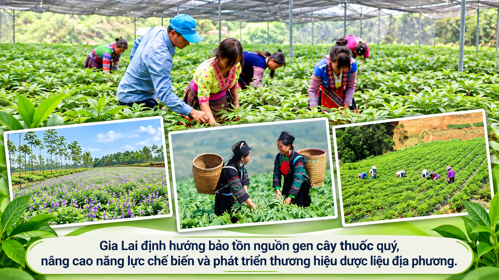 bao-ton-duoc-lieu-giua-dai-ngan-gia-lai-1793083192.png