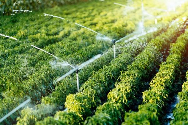 TP.HCM xúc tiến thương mại nông nghiệp xanh tại GREEN EXPO 2027. (Ảnh minh hoạ)
