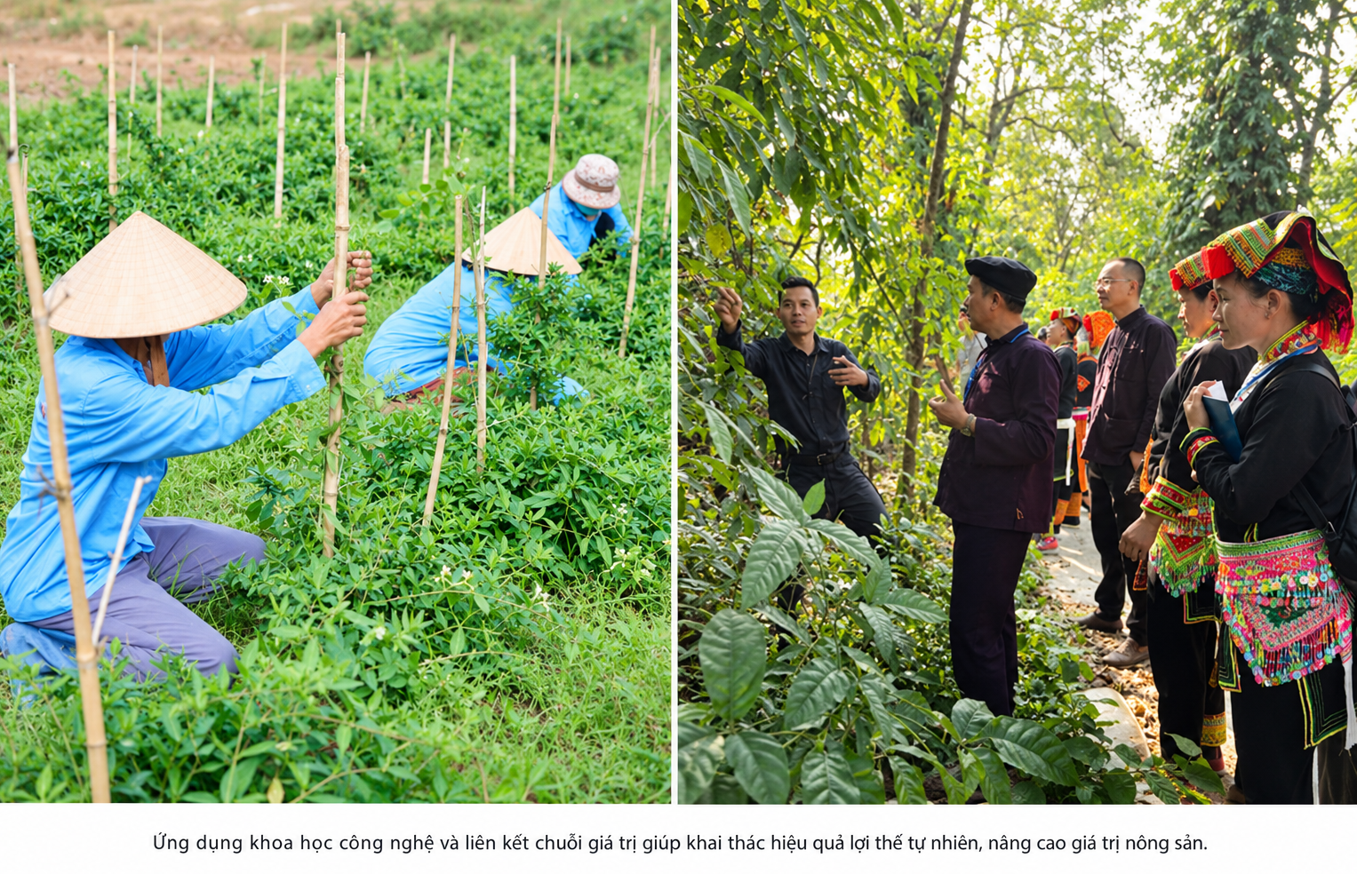 ung-dung-cong-nghe-nang-tam-nong-san-1793081437.png