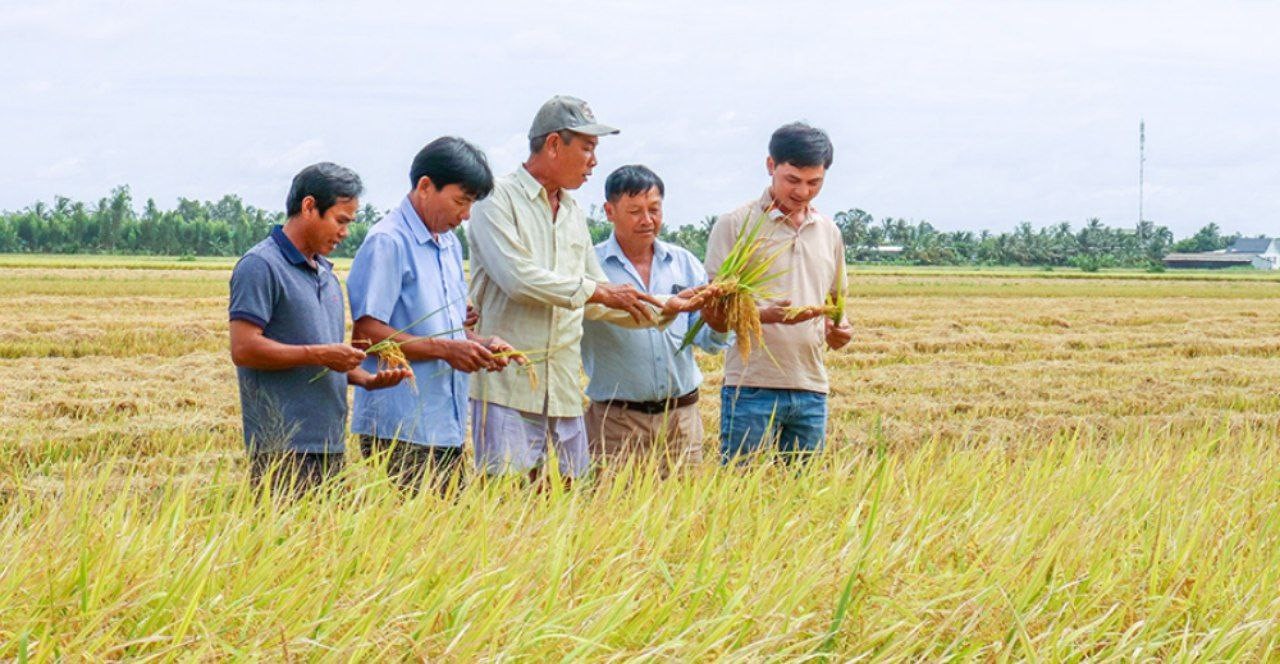 Cà Mau: Liên kết trồng lúa OS20 giúp nông dân yên tâm đầu ra, nâng cao thu nhập