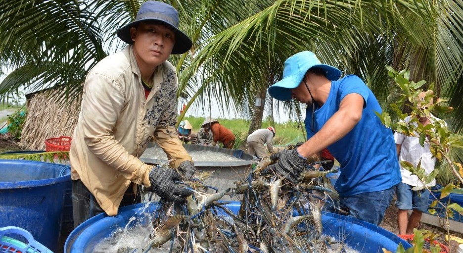 Trồng lúa - nuôi tôm tuần hoàn cần tạo sức bật từ liên kết chuỗi