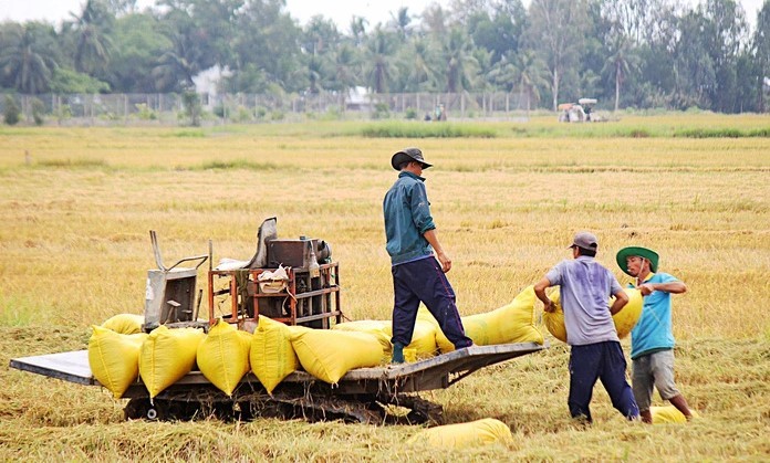 Tạo bước đột phá từ 1 triệu ha chuyên canh lúa chất lượng cao và phát thải thấp