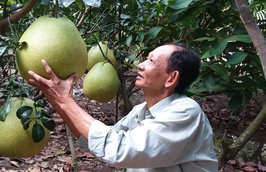 buoi-khong-lo-03-1705111326.jpg