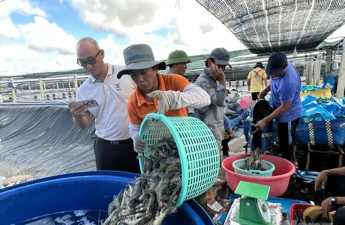 Nuôi tôm tuần hoàn nước công nghệ cao, lời giải bài toán phát triển bền vững tại Bạc Liêu