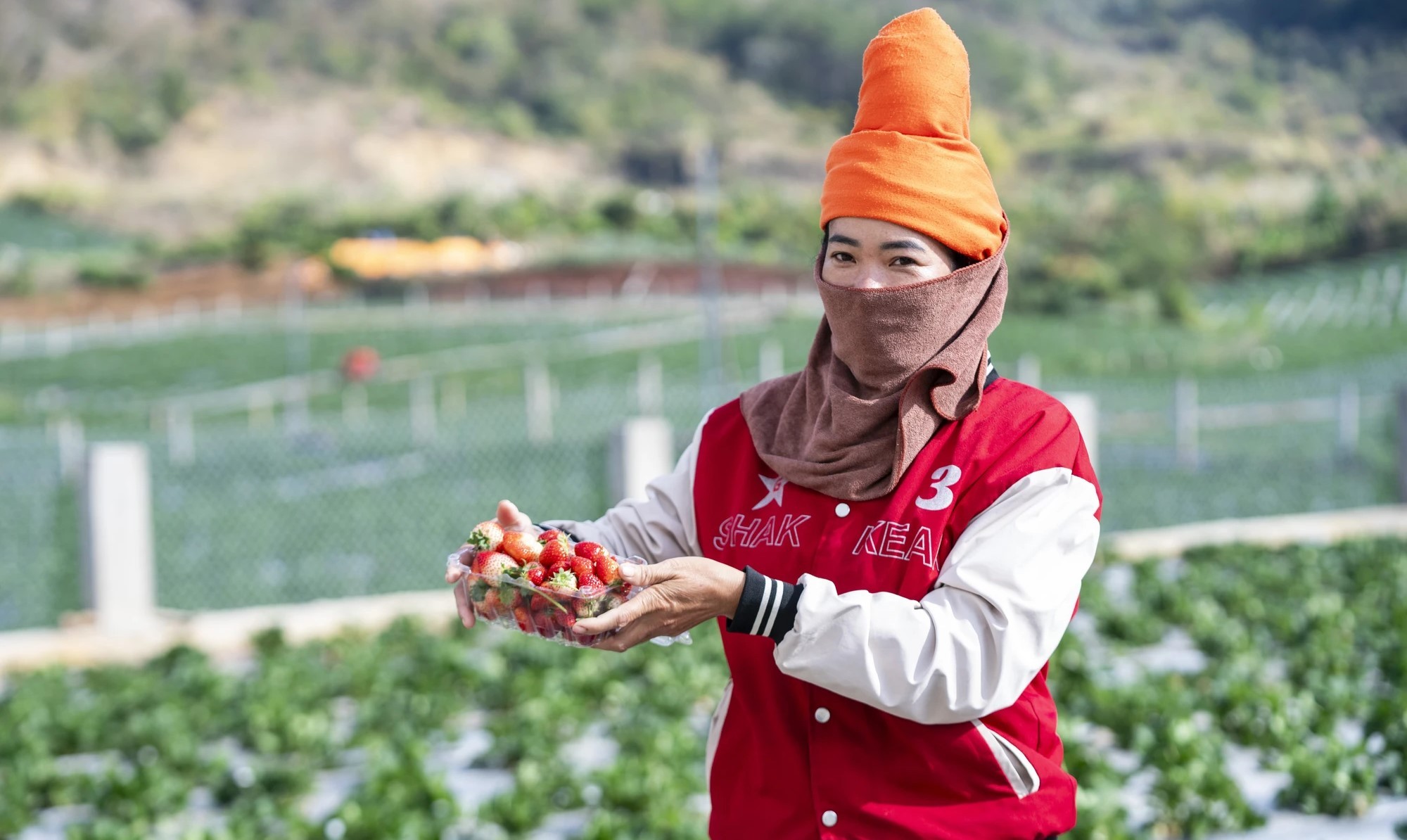 Giáp Tết lên vùng cao ngắm vườn dâu tây chín đỏ, mỗi héc ta thu tới 1 tỷ đồng