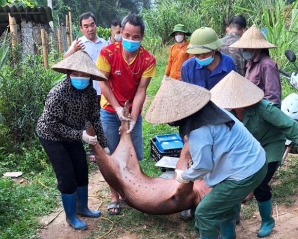 Bộ Nông nghiệp và Phát triển nông thôn chỉ đạo triển khai quyết liệt phòng, chống Dịch tả lợn châu Phi