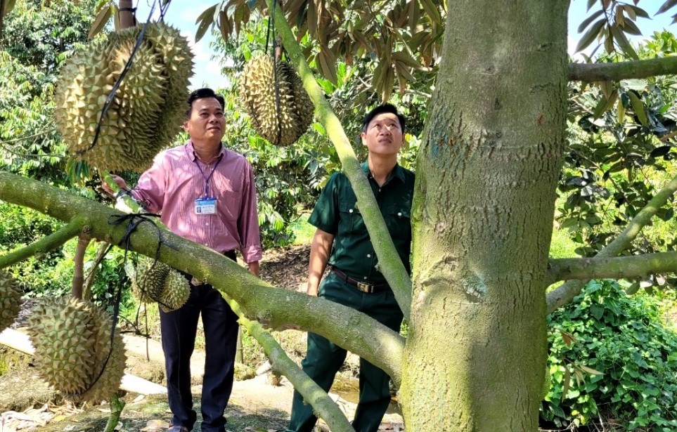 Tiền Giang chấn chỉnh mã số vùng trồng và xử lý nghiêm việc thu mua nông sản ngoài vùng cam kết