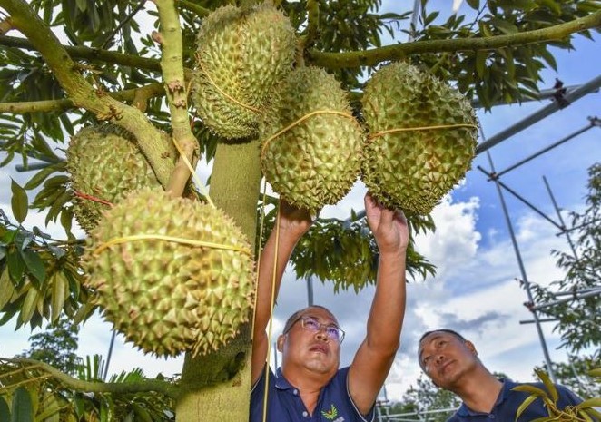 Trung Quốc tăng tốc trồng sầu riêng trên quy mô lớn, hình thành chuỗi công nghiệp sầu riêng