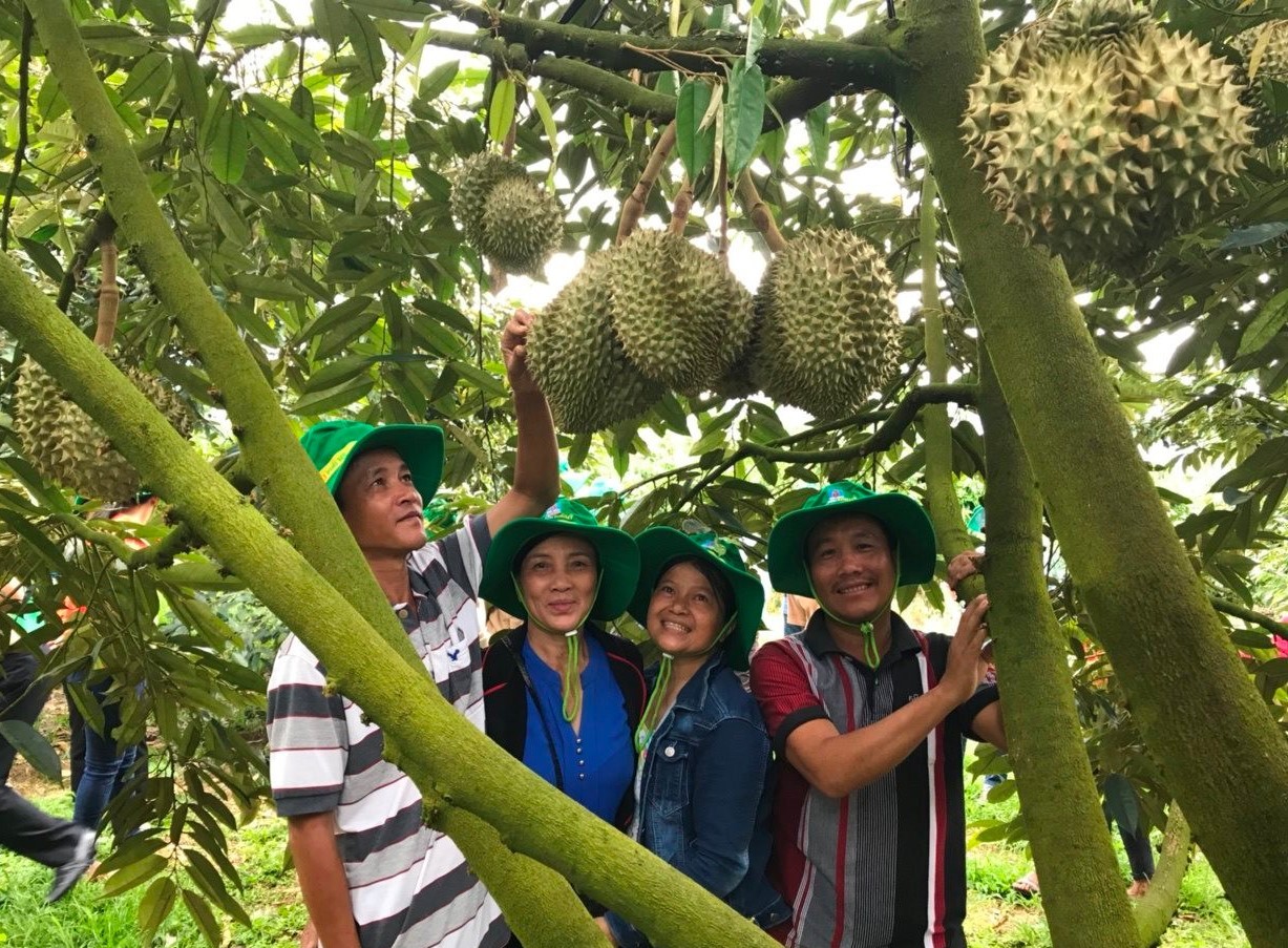 Cơ hội để sầu riêng Việt Nam tăng tốc xuất khẩu, nhà vườn cần loại bỏ những 'rác thải' gây nhiễm chì