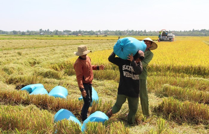 Thúc đẩy chuỗi giá trị sản xuất lúa phát triển theo hướng bền vững