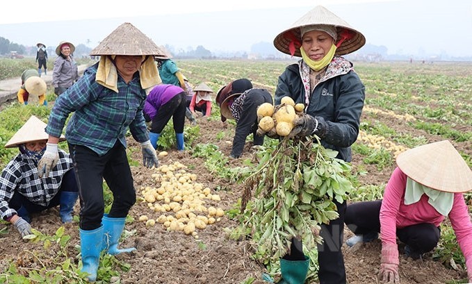 Liên kết theo chuỗi giá trị - Cơ hội phát triển vùng nguyên liệu khoai tây chủ lực tại miền Bắc