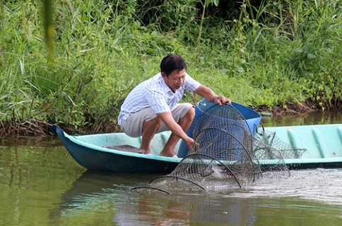 Kiên Giang đặt mục tiêu ổn định diện tích 117.340ha lúa-tôm an toàn sinh học