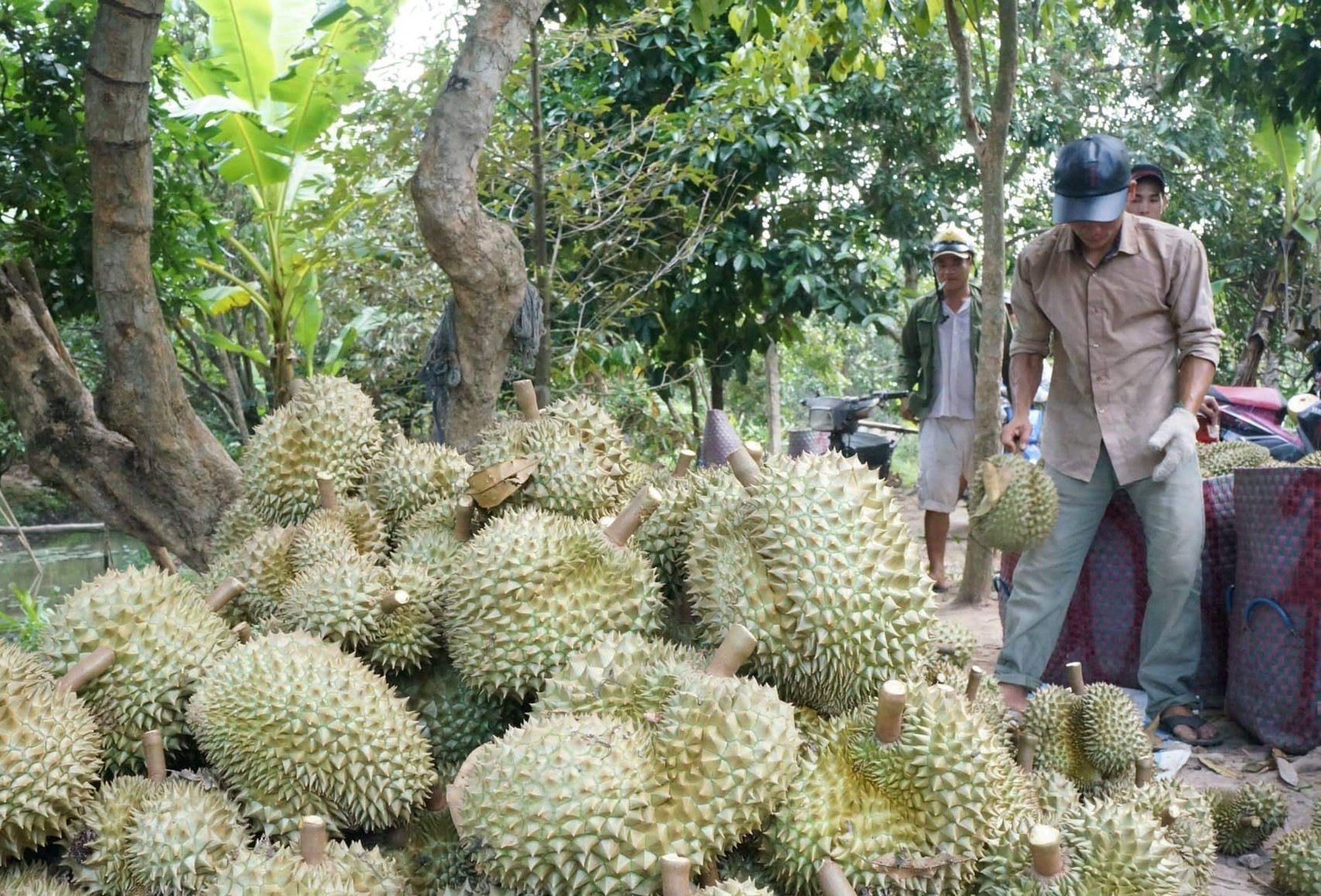 Nhà vườn Hậu Giang bội thu sầu riêng vụ nghịch, giá tăng vọt gấp đôi vụ thuận do khan hiếm