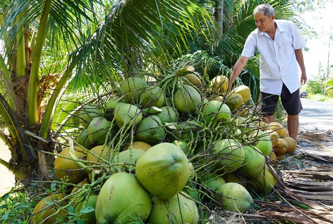 "Thủ phủ" dừa Bến Tre tiếp tục mở rộng vùng dừa hữu cơ sẵn sàng đáp ứng nhu cầu xuất khẩu