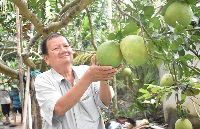 Bưởi da xanh Bến Tre giá tăng hơn 10.000 đồng/kg, nhà vườn bội thu vụ Tết