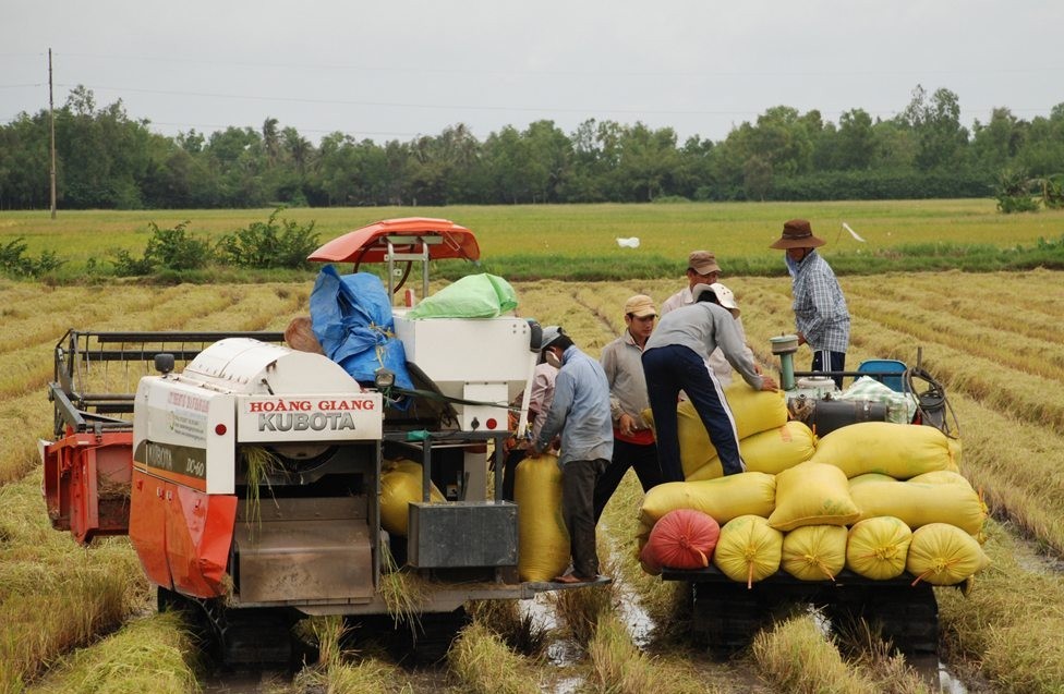 Giá lúa gạo hôm nay