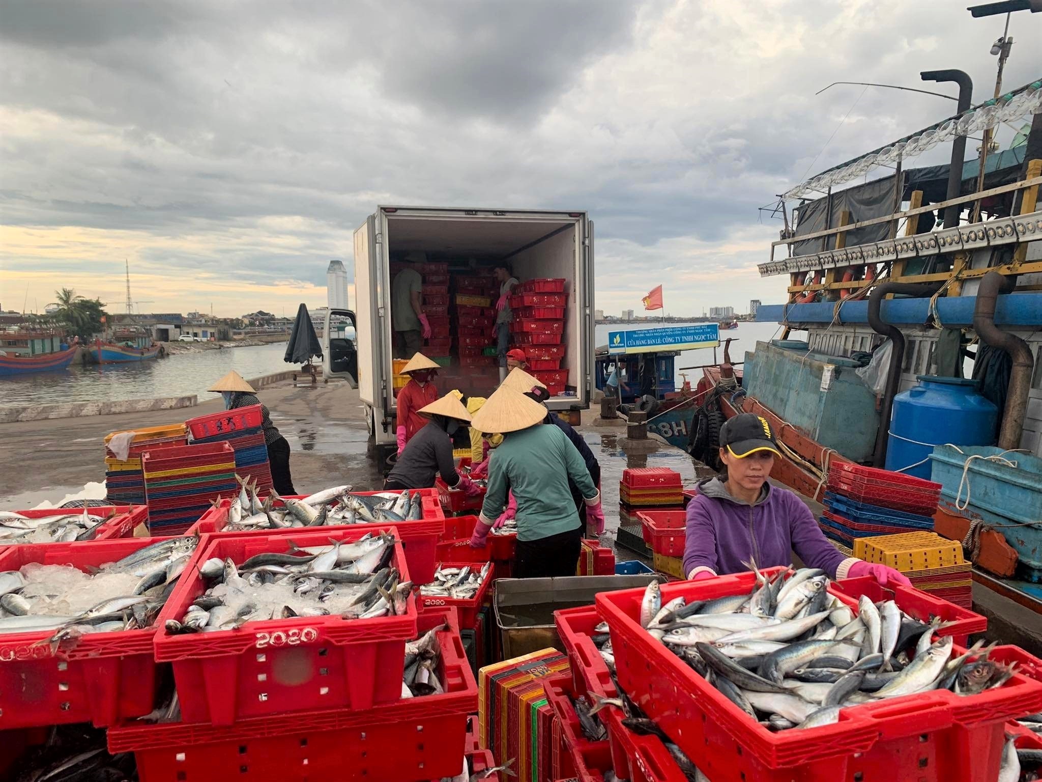 Ngư dân Quảng Bình trúng đậm mẻ cá nục 250 tấn