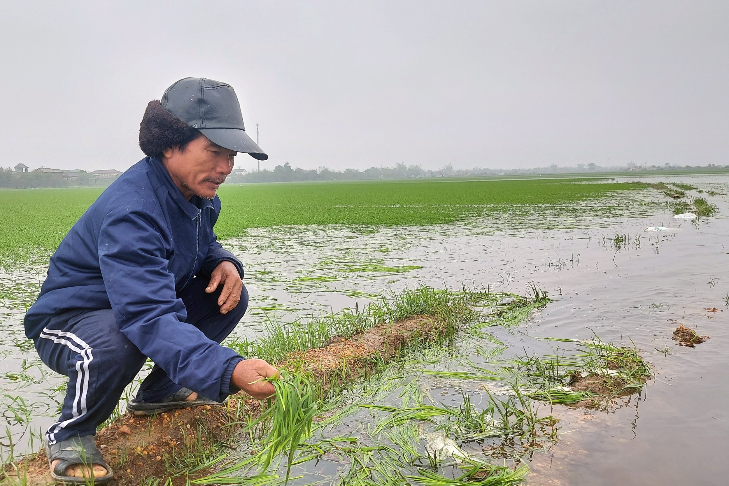 Quảng Trị: Gần 1.500 ha lúa vụ Đông Xuân ngập úng do mưa lớn